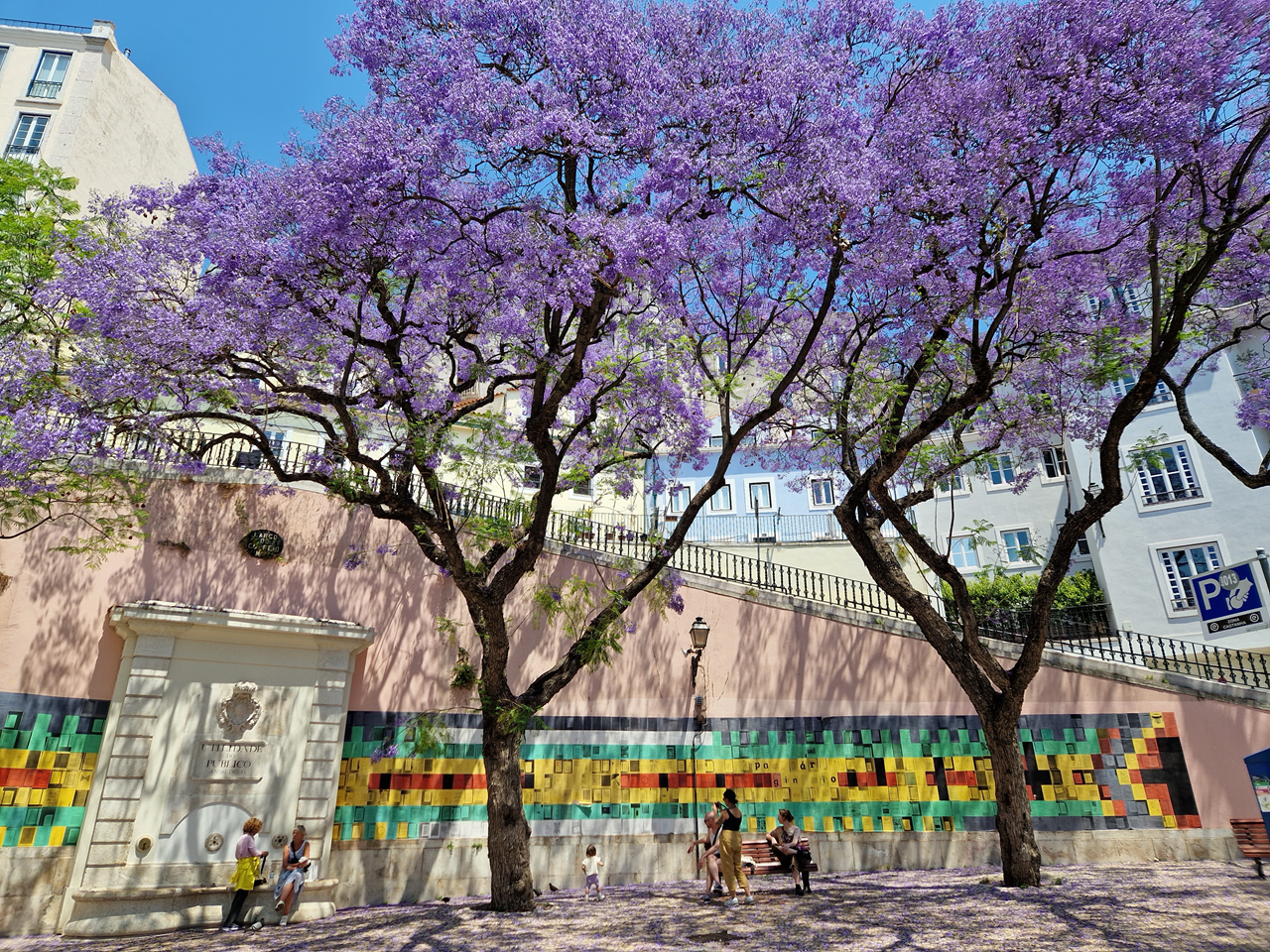 Les Jacarandas en fleur à Lisbonne Où les voir et pourquoi cet arbre mauve est si connu au Portugal