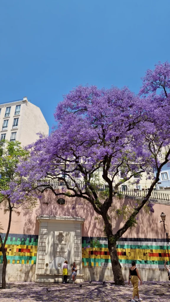 Les Jacarandas en fleur à Lisbonne ou les voir 